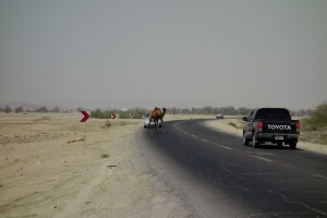 Camelus dromedarius Xing on Qeshm