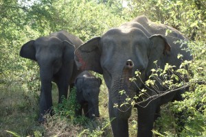 "Talk to my trunk"!, at Udawalawe National Park