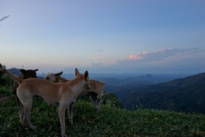 Watch dogs on Little Adam's Peak in Ella at 05.45am