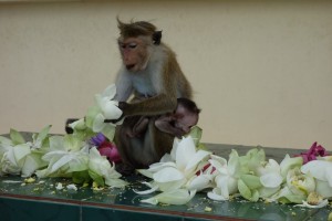 Monkeys eating the offering at Golden Temple in Dambulla