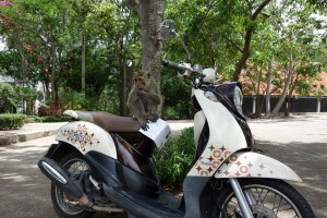 Monkey inspects my scooter