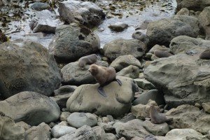 Sea lion near Kaikoura