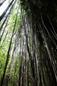 Tree roots on Atiu