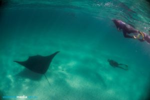 Snorkeling with a manta ray at Coral Bay