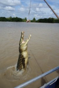 Jumping crocodile in action