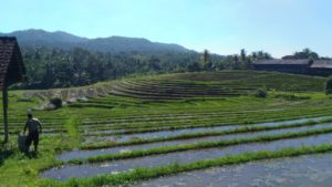 Bali is full with ricefields